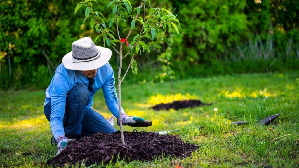 sustainable mulch supply, eco-friendly mulch services, green outdoor landscaping, organic mulch providers, sustainable garden mulch, mulch delivery services, local mulch suppliers, environmentally friendly mulch solutions, premium mulch for gardens, sustainable landscaping materials