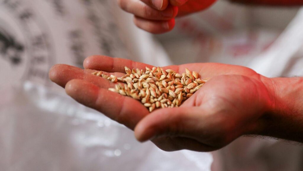 Seed Starting 101: Everything You Need to Know Before You Plant